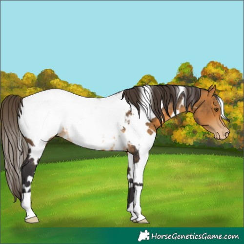 Horse Color:White Spotted Buckskin Snowcap