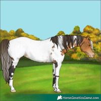 Horse Color:White Spotted Buckskin Appaloosa 