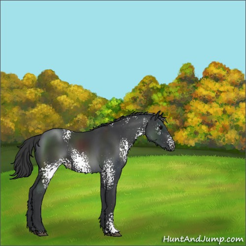 Horse Color:White Spotted Black Sabino Rabicano