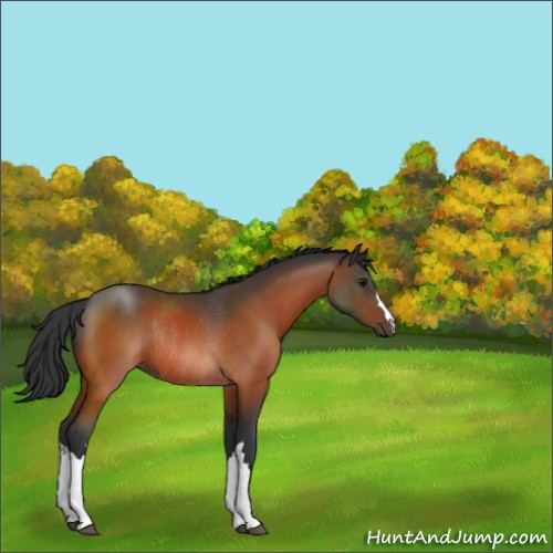 Horse Color:Bay Rabicano