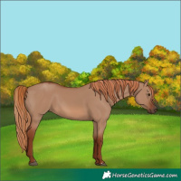 Horse Color:Red Dun Rabicano 