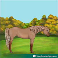 Horse Color:Red Dun Rabicano 