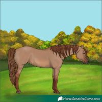 Horse Color:Red Dun Rabicano 