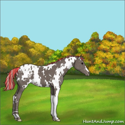 Horse Color:ERROR: UNKNOWN ANOMALY