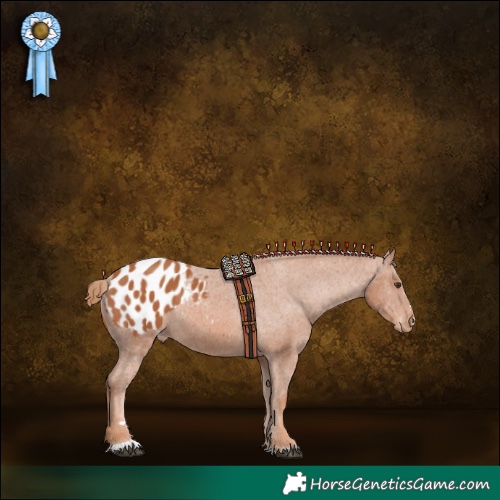 Horse Color:Chestnut Appaloosa 