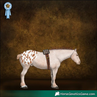 Horse Color:Chestnut Appaloosa 