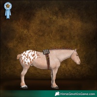 Horse Color:Chestnut Appaloosa