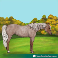 Horse Color:Silver Blue Roan