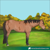 Horse Color:Bay Ice 