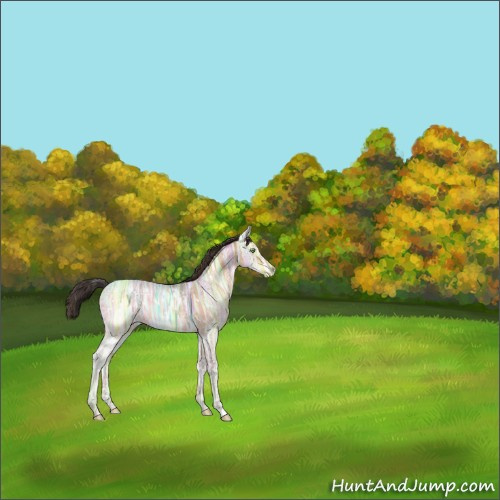 Horse Color:White Spotted Amber Champagne Ice 