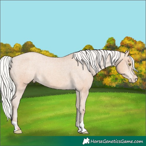 Horse Color:Silver Amber Champagne Appaloosa 