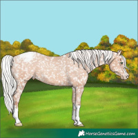 Horse Color:Silver Amber Champagne Snowcap 