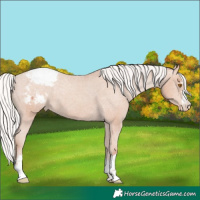Horse Color:Silver Classic Champagne Appaloosa 