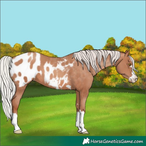 Horse Color:Silver Sable Champagne Appaloosa