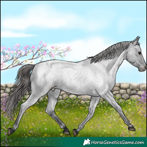 Horse Color:Blue Roan Appaloosa