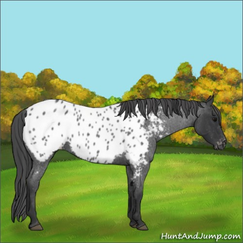 Horse Color:Blue Roan Appaloosa