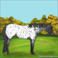 Horse Color:Blue Roan Appaloosa 