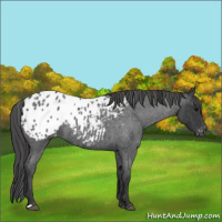 Horse Color:Blue Roan Appaloosa