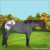 Horse Color:Blue Roan Appaloosa 