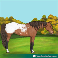 Horse Color:Bay Appaloosa 