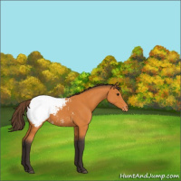 Horse Color:Buckskin Appaloosa 