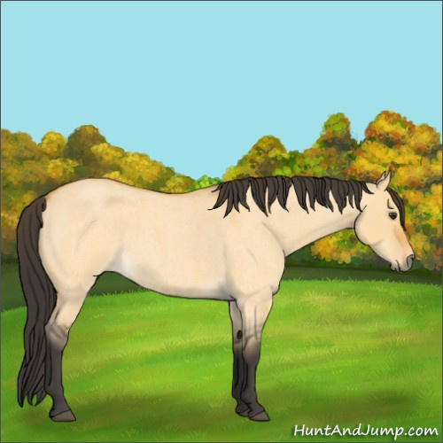 Horse Color:Buckskin Roan Dun 