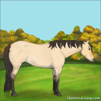 Horse Color:Buckskin Roan Dun 