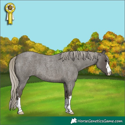 Horse Color:Silver Smoky Blue Roan