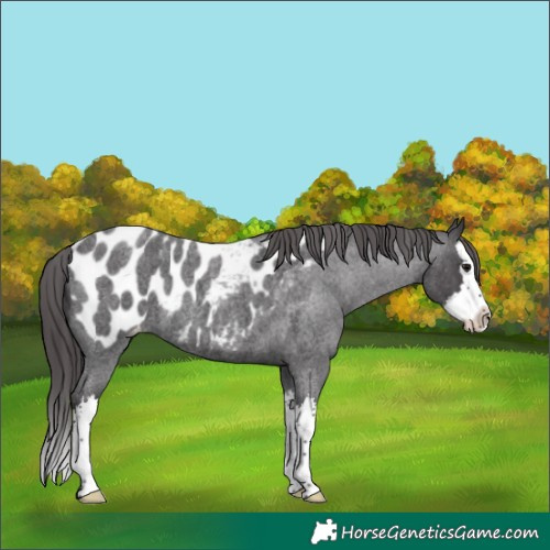 Horse Color:Smoky Blue Roan Splash Near Leopard