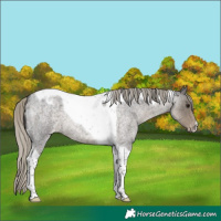 Horse Color:Silver Smoky Blue Roan Tobiano Appaloosa 