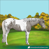Horse Color:Silver Smoky Black Tobiano Appaloosa