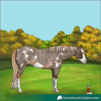 Horse Color:White Spotted Chocolate Palomino Roan Splash Frame