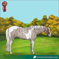 Horse Color:Chocolate Palomino Roan Splash Tobiano 