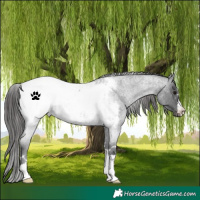 Horse Color:Blue Roan Appaloosa