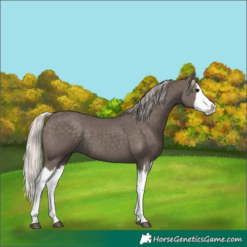 Horse Color:Silver Black Splash 