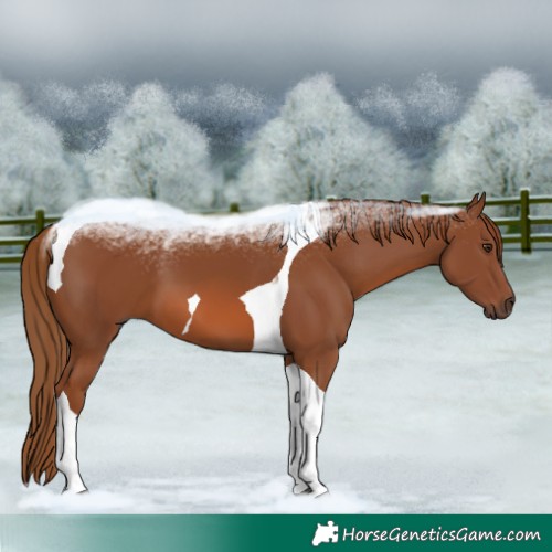Horse Color:Chestnut Tobiano
