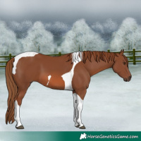 Horse Color:Chestnut Tobiano 