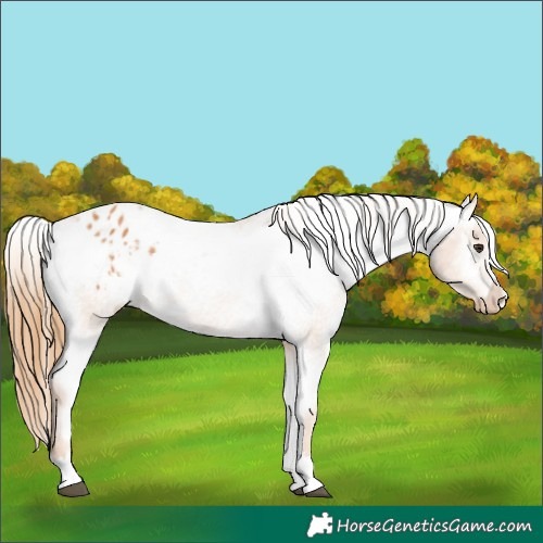 Horse Color:Chestnut Varnish