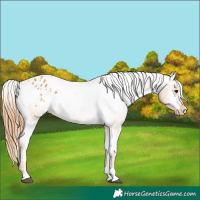 Horse Color:Chestnut Varnish 
