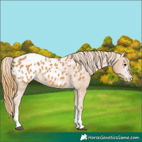 Horse Color:Chestnut Appaloosa