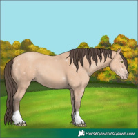 Horse Color:Amber Champagne 