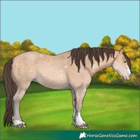 Horse Color:Amber Champagne 