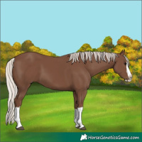 Horse Color:Silver Black Splash 