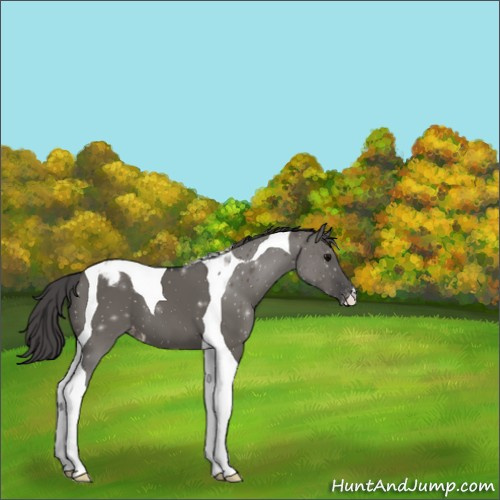 Horse Color:Grullo Tobiano Appaloosa