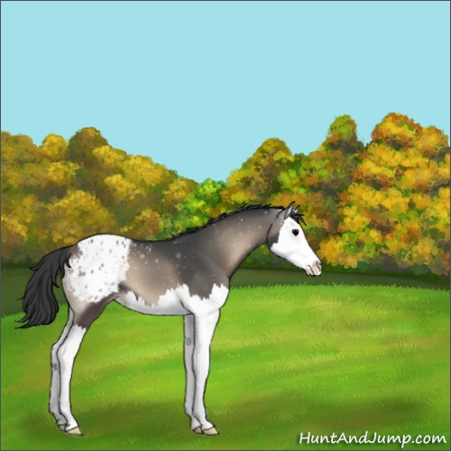 Horse Color:Blue Onyx Splash Appaloosa