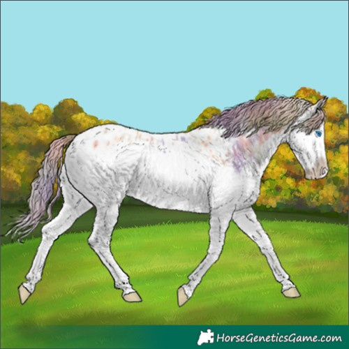 Horse Color:Nacre Buckskin Dun Splash Appaloosa 
