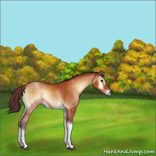 Horse Color:Chocolate Bay Onyx