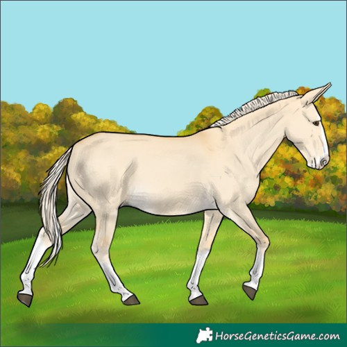 Horse Color:Palomino Dun Splash