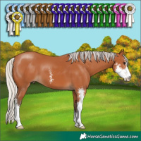 Horse Color:Silver Bay Sabino 