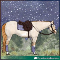 Horse Color:Red Dun Roan Splash Frame Rabicano 